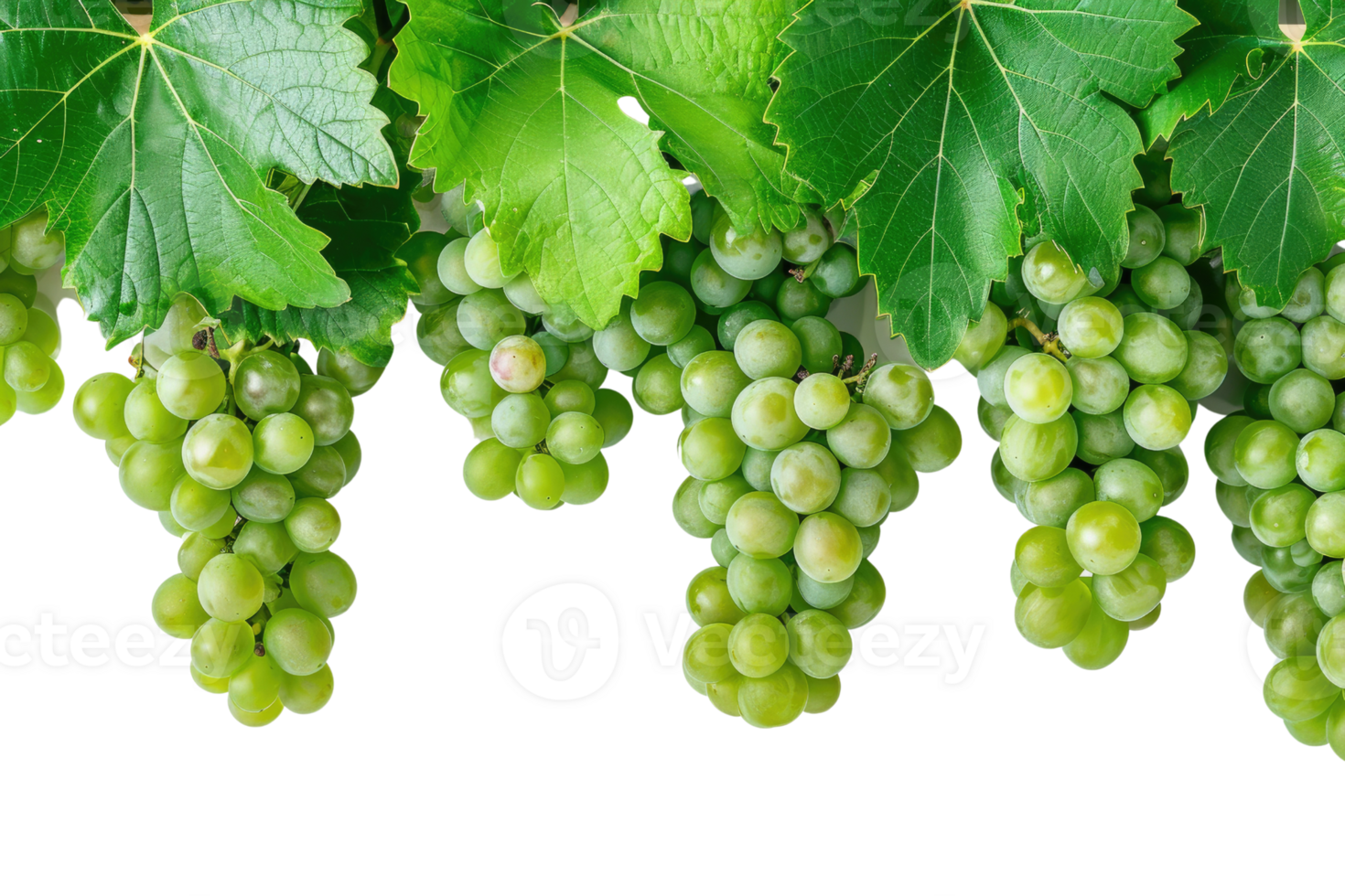 AI generated green grapevine isolated on transparent background png