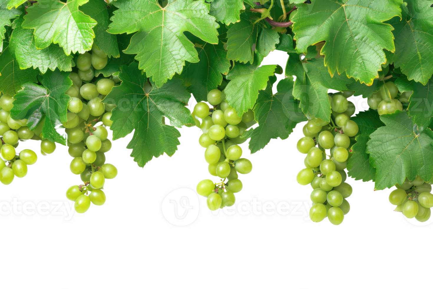 AI generated green grapevine isolated on transparent background png