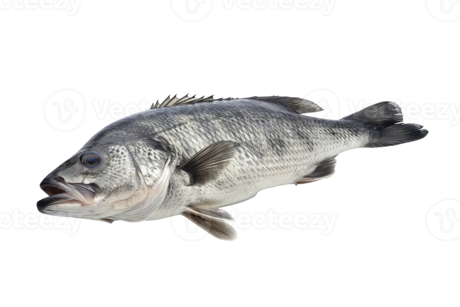 AI generated Fresh sea bass fish isolated on transparent background png