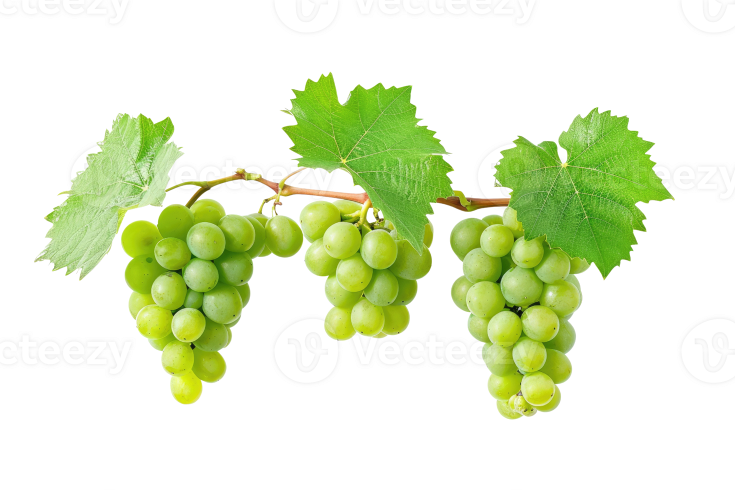 AI generated green grapevine isolated on transparent background png