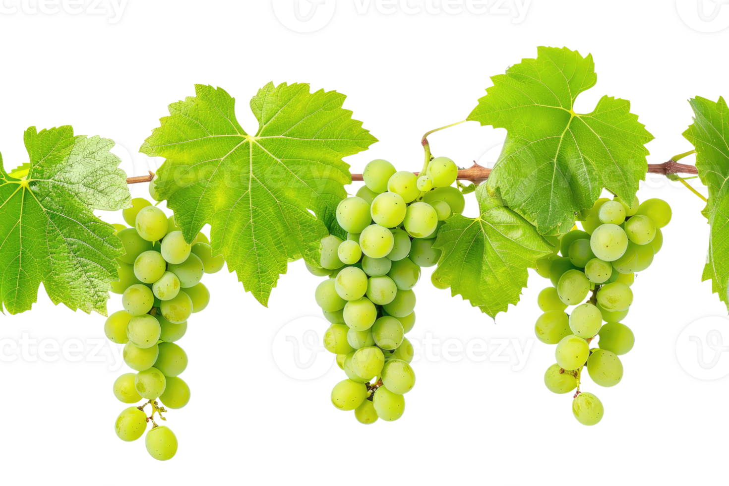 AI generated green grapevine isolated on transparent background png