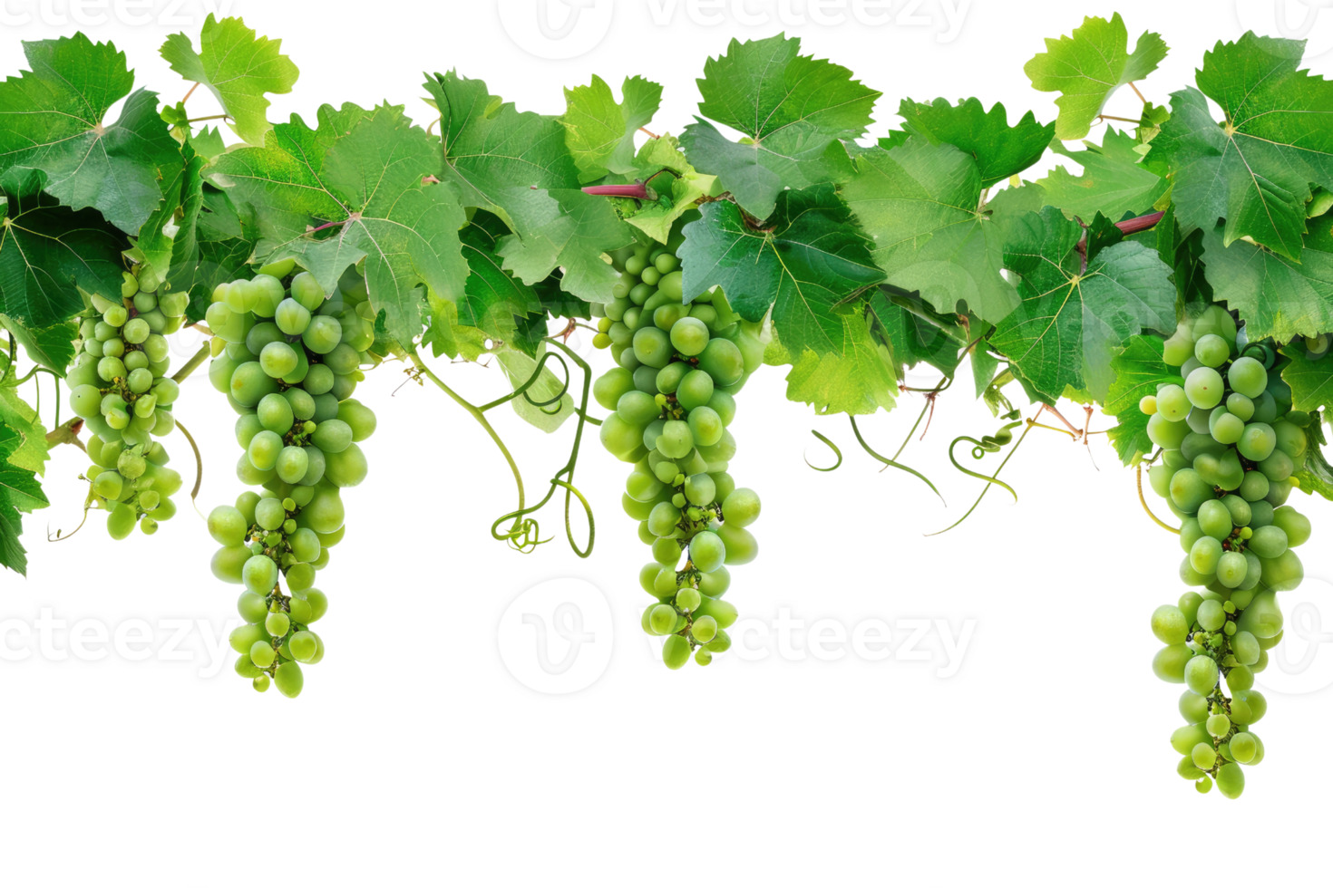 AI generated green grapevine isolated on transparent background png