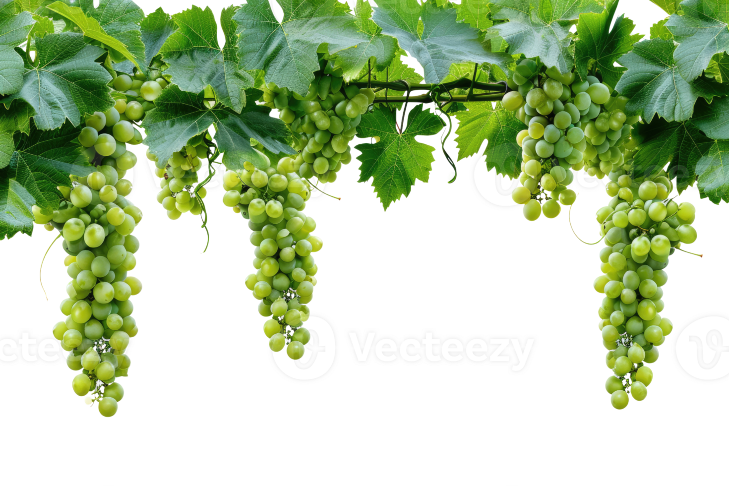 AI generated green grapevine isolated on transparent background png