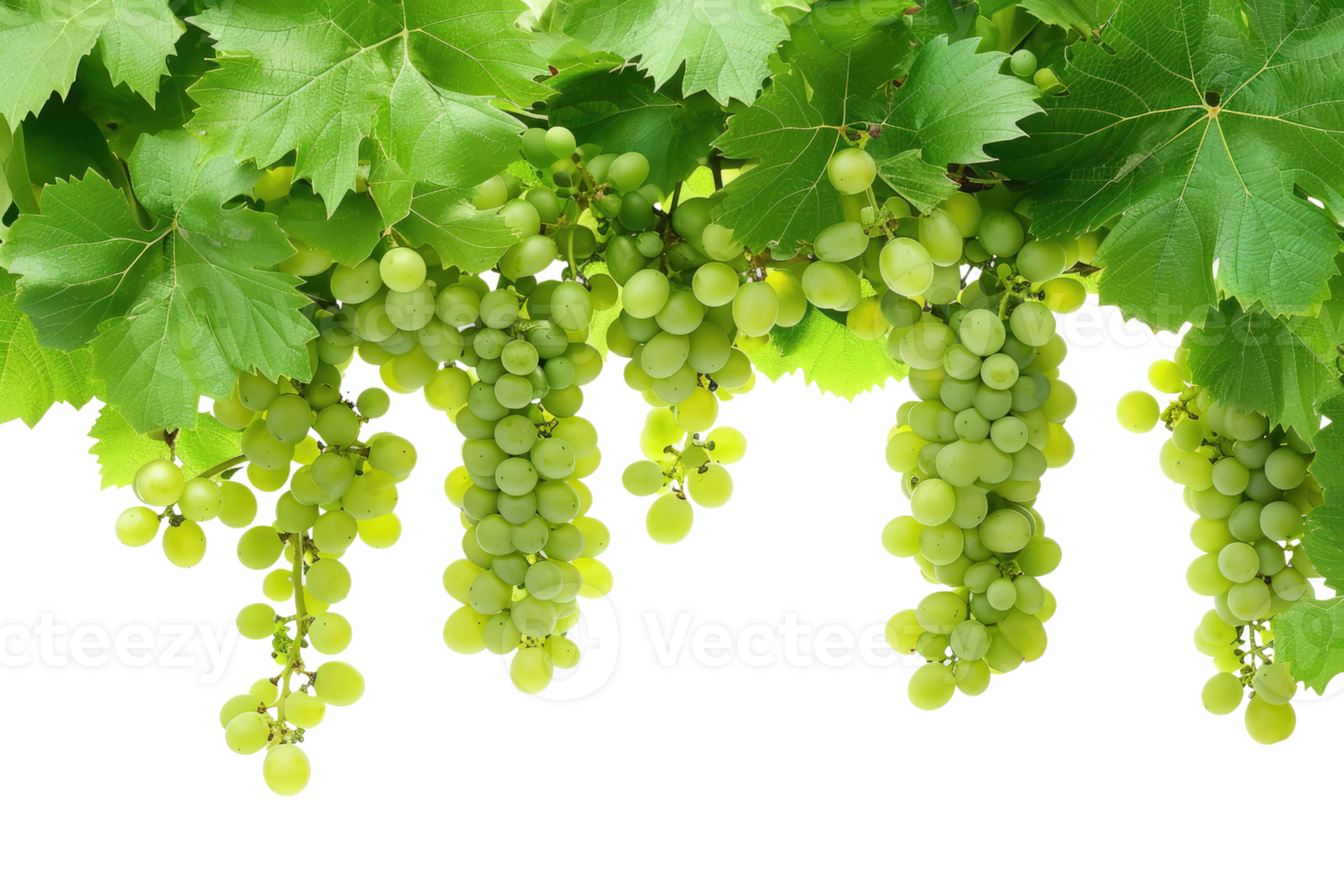 AI generated green grapevine isolated on transparent background png
