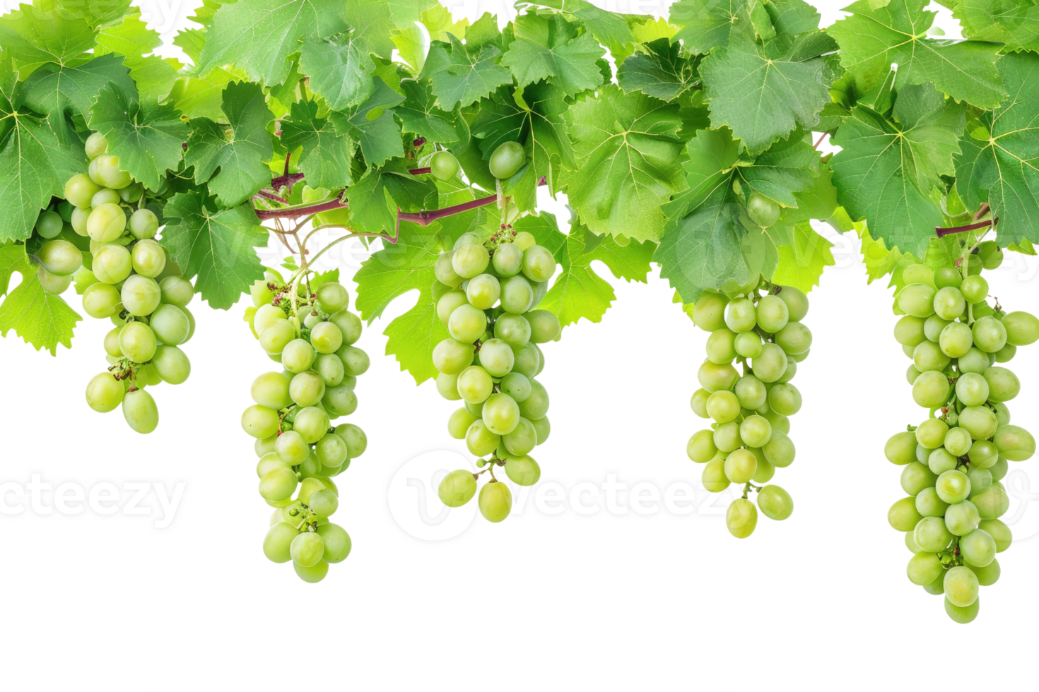 AI generated green grapevine isolated on transparent background png
