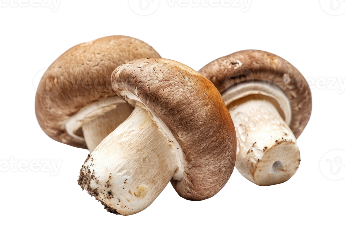 AI generated Brown champignon or portobello mushroom isolated transparent background png