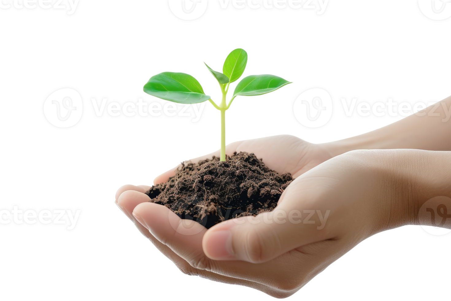 AI generated Hand holding young plant growing isolated transparent background png