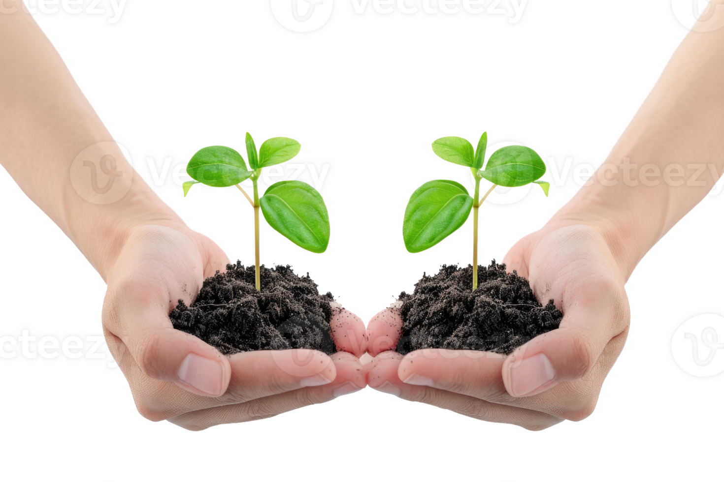 AI generated Hand holding young plant growing isolated transparent background png
