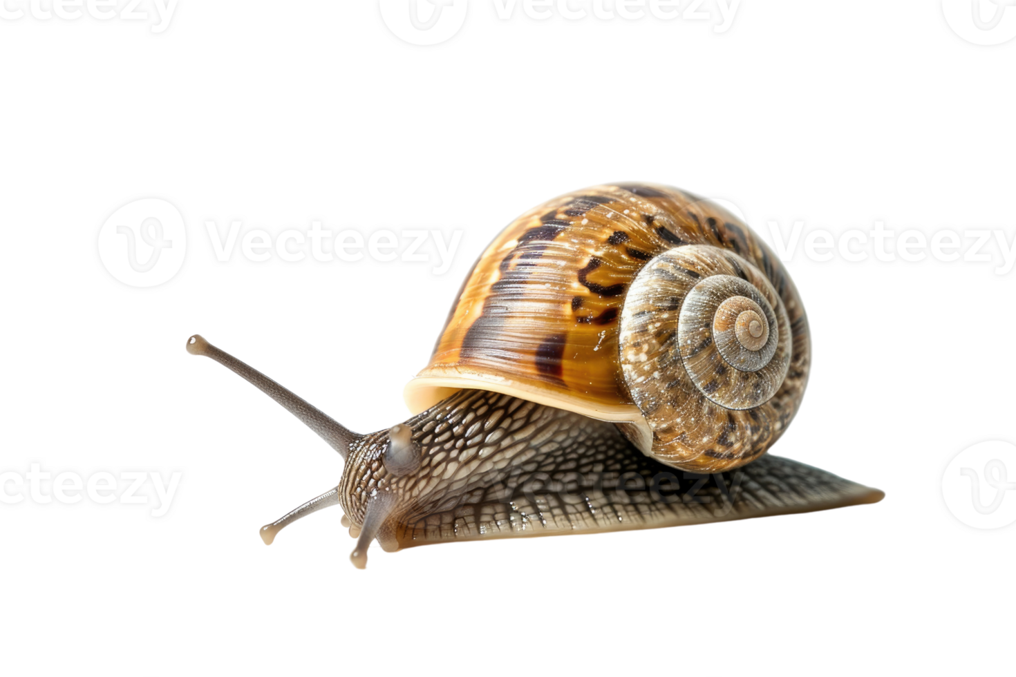AI generated snail isolated on transparent background png