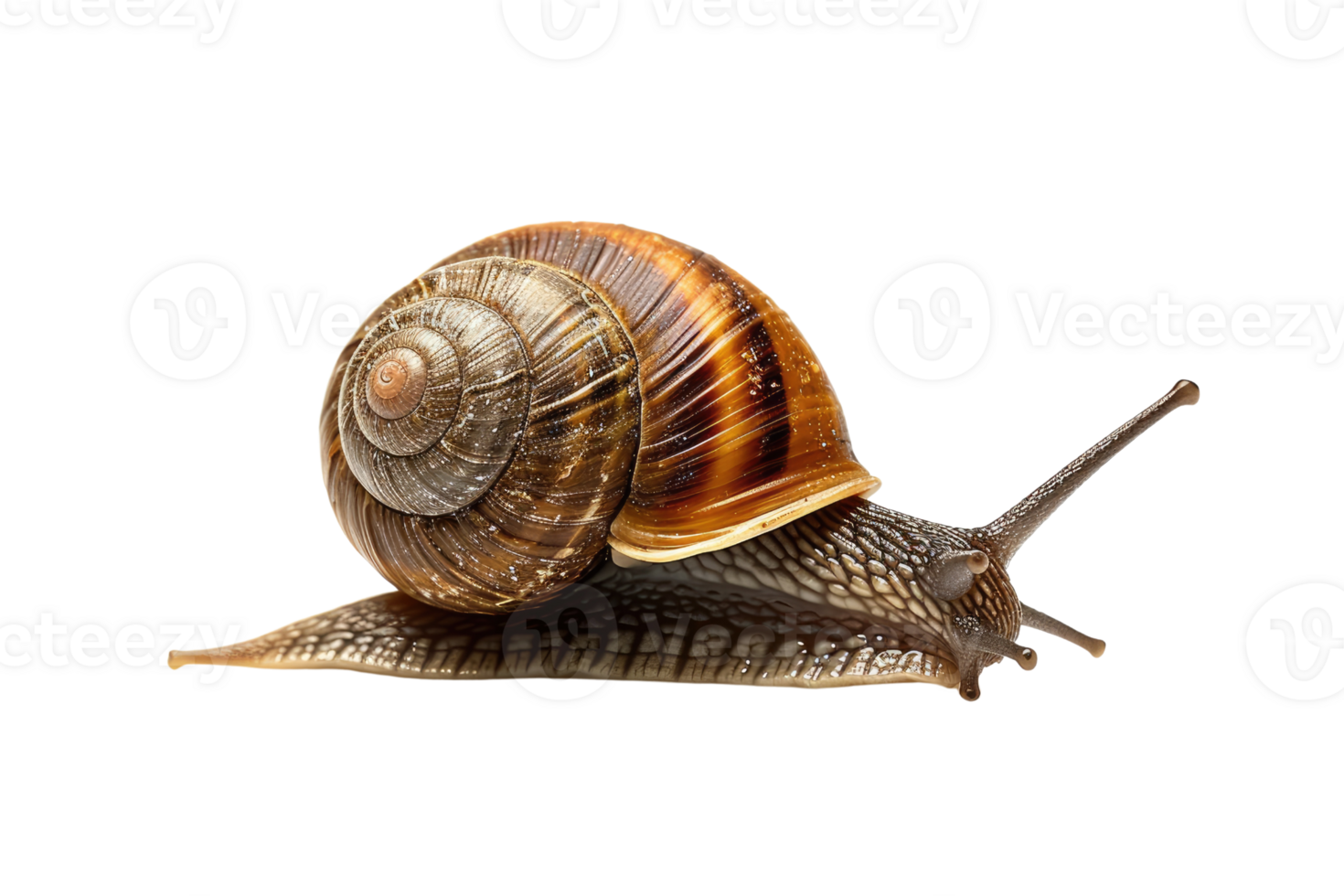 AI generated snail isolated on transparent background png