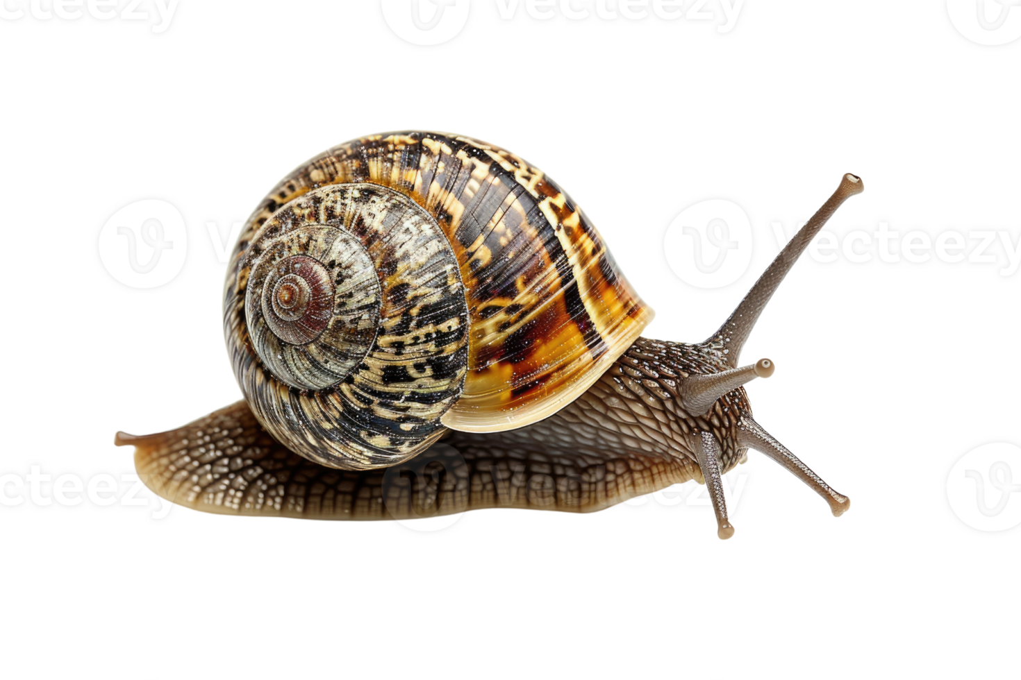 AI generated snail isolated on transparent background png