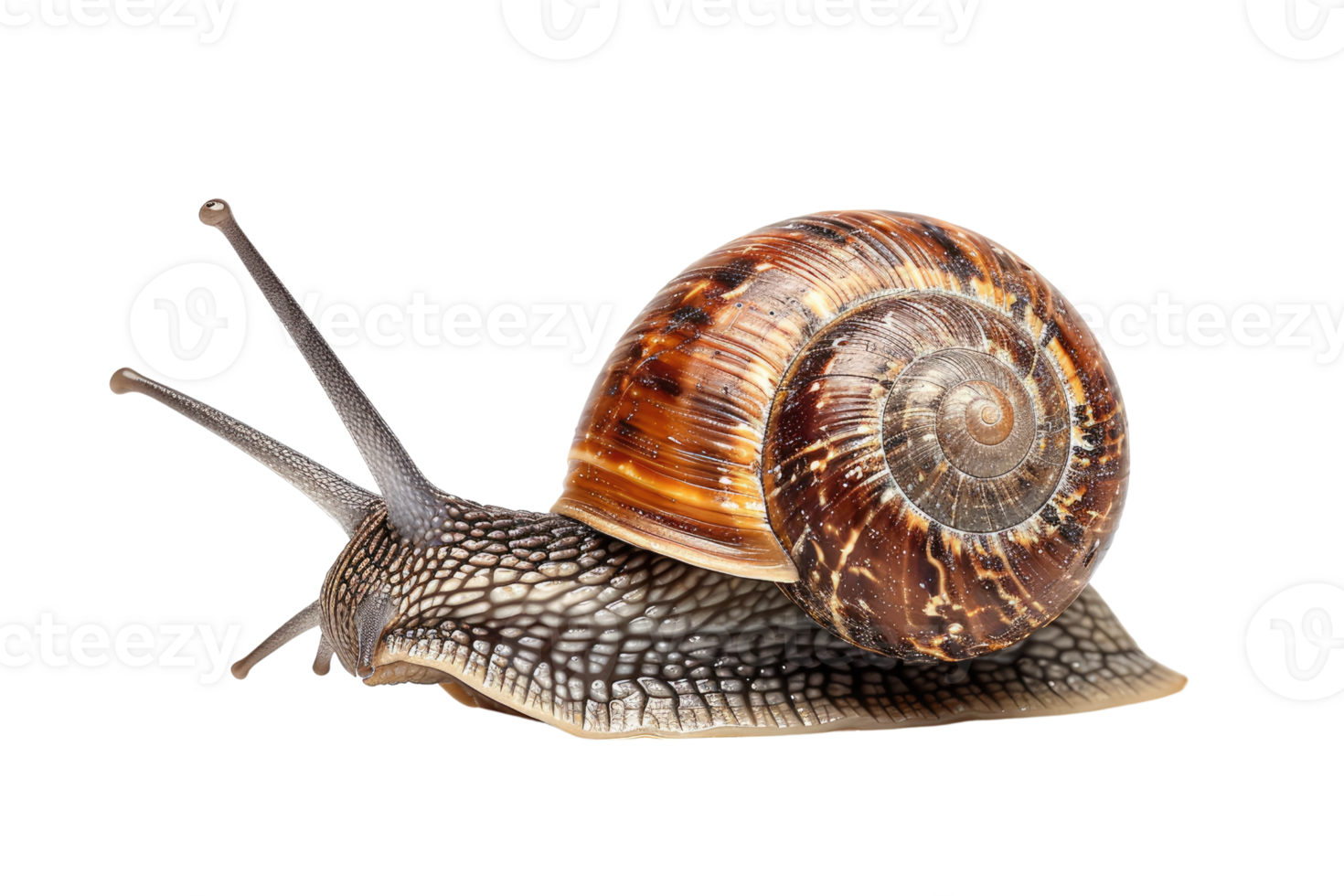 AI generated snail isolated on transparent background png
