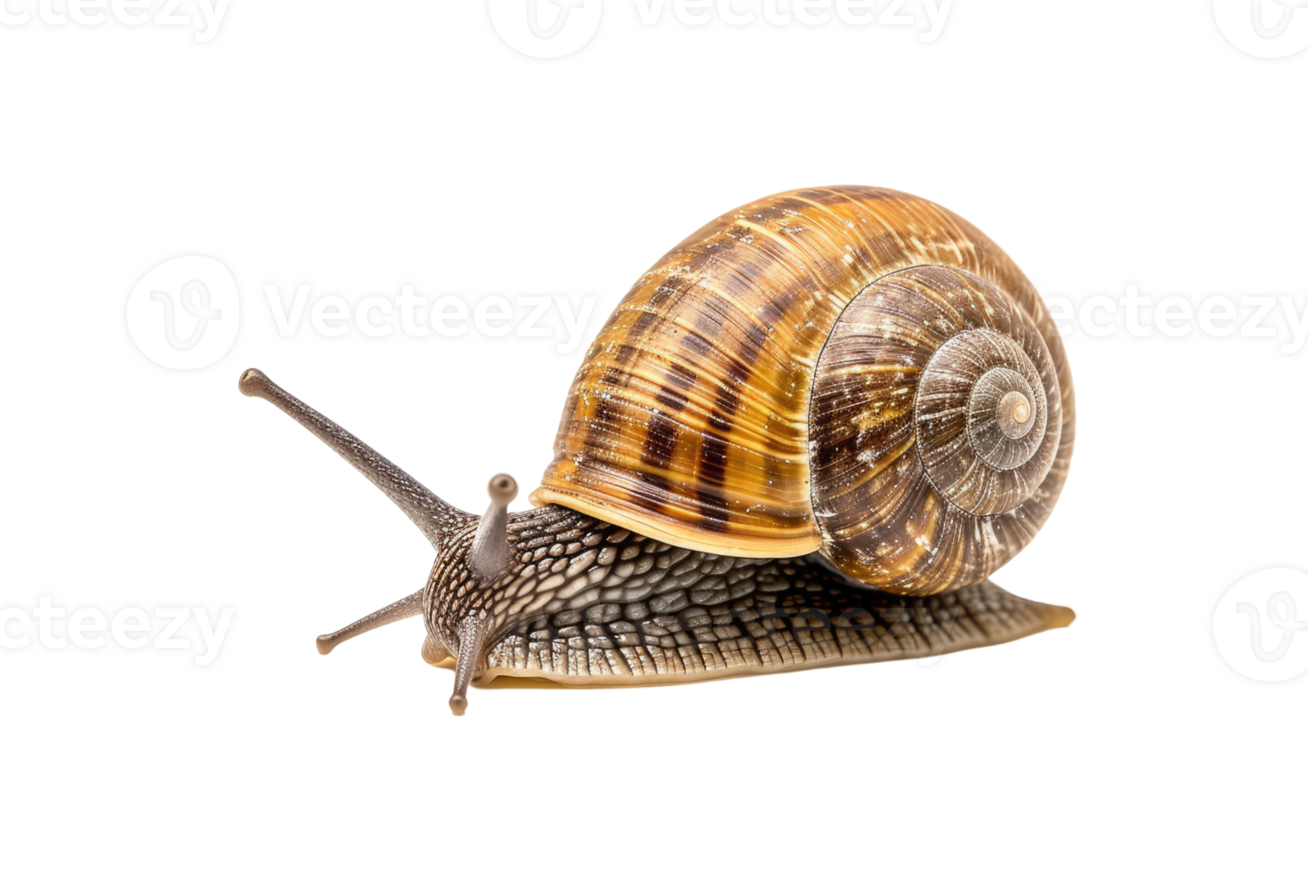 AI generated snail isolated on transparent background png