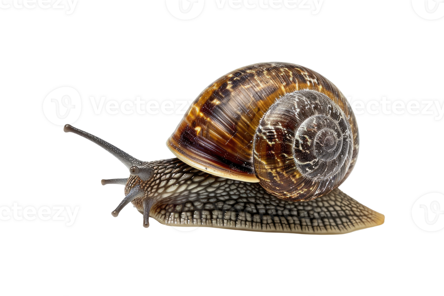AI generated snail isolated on transparent background png