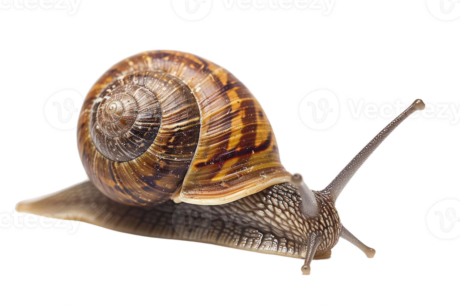 AI generated snail isolated on transparent background png
