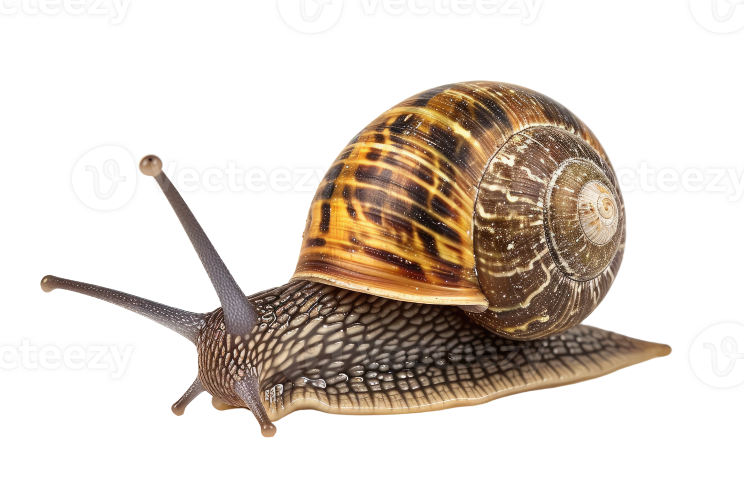 AI generated snail isolated on transparent background png