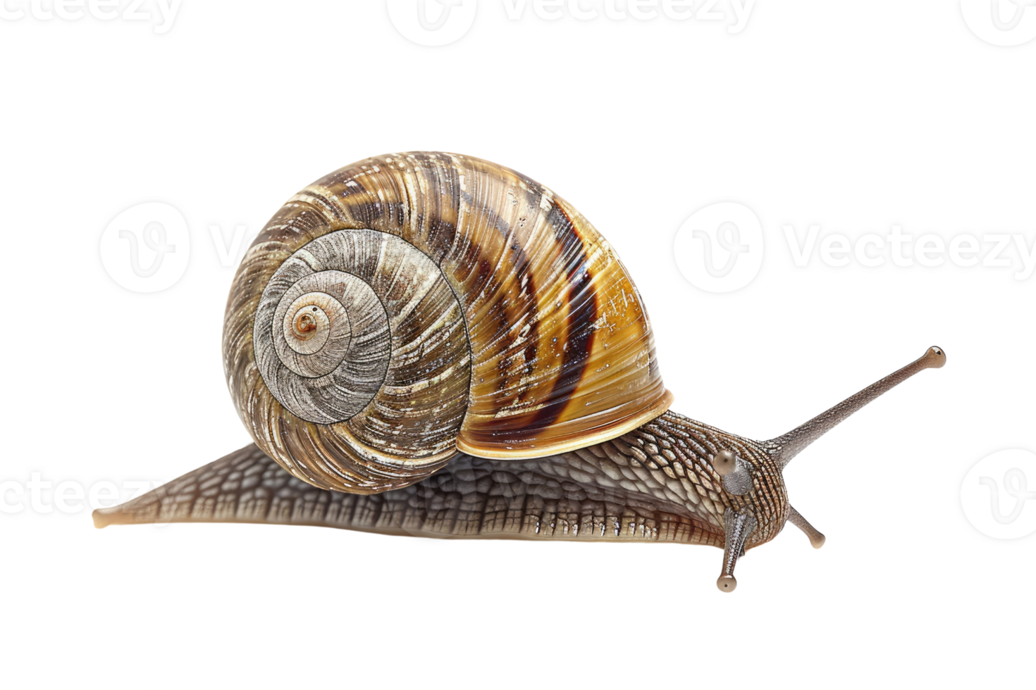 AI generated snail isolated on transparent background png
