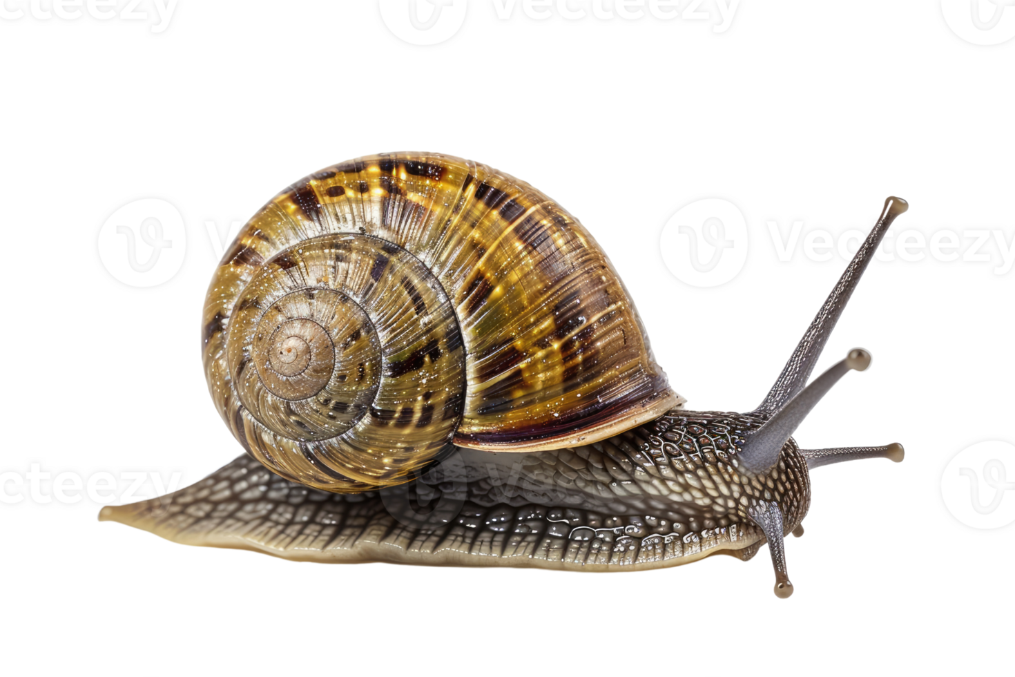 AI generated snail isolated on transparent background png