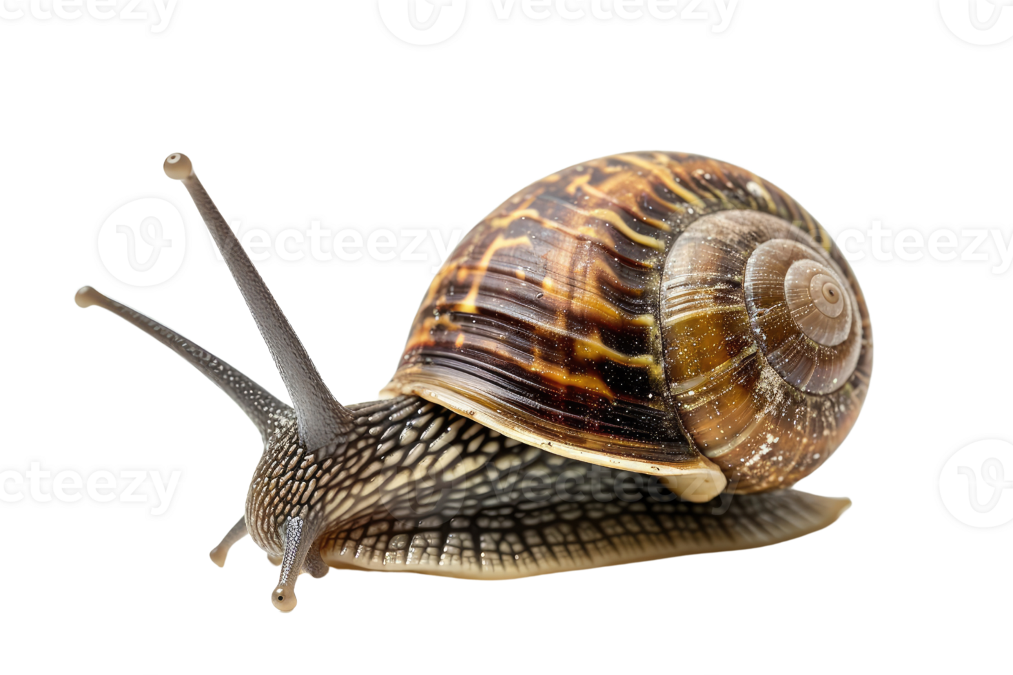 AI generated snail isolated on transparent background png