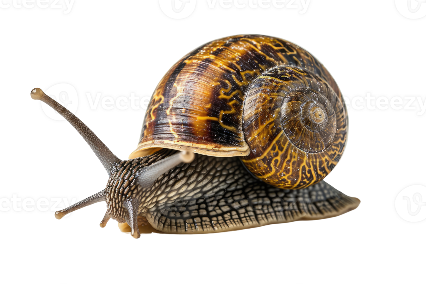 AI generated snail isolated on transparent background png