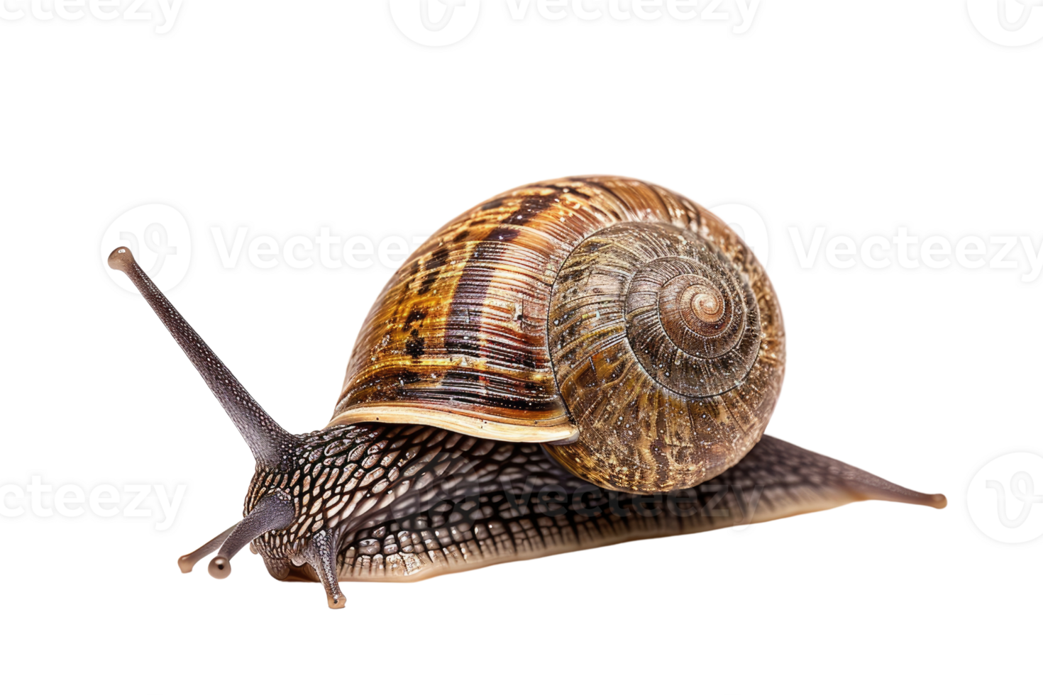 AI generated snail isolated on transparent background png