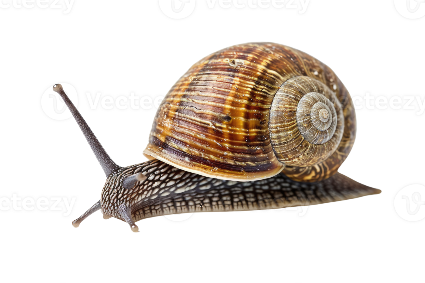 AI generated snail isolated on transparent background png