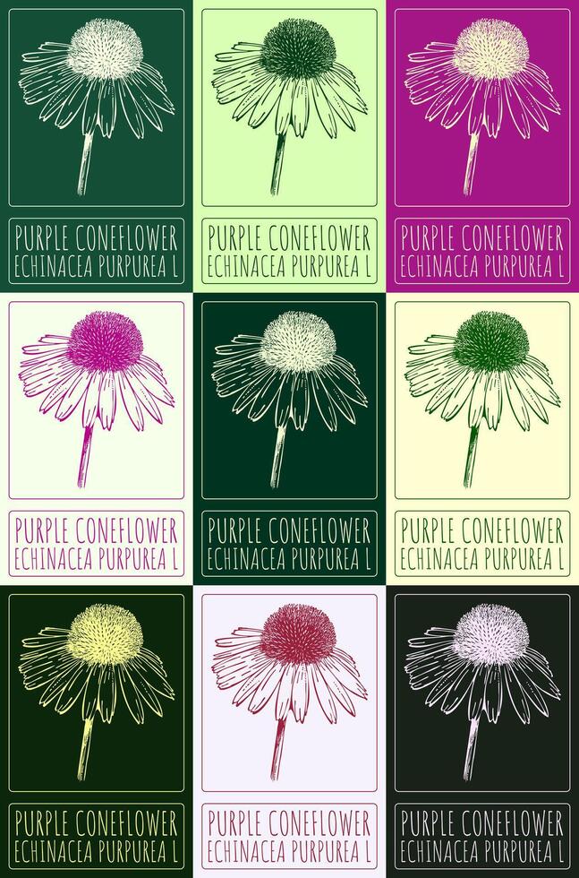 Set of vector drawing PURPLE CONEFLOWER in various colors. Hand drawn illustration. The Latin name is ECHINACEA PURPUREA L.