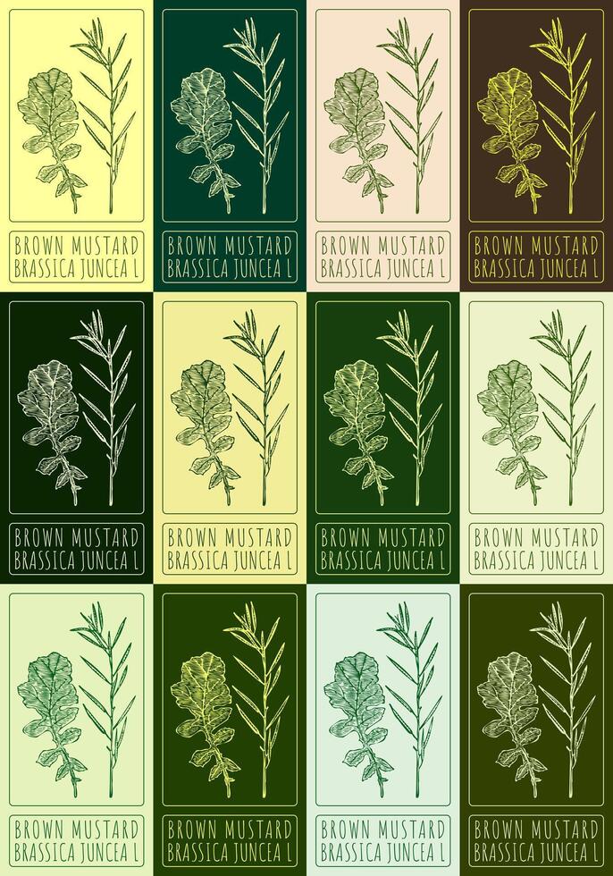 Set of vector drawing BROWN MUSTARD in various colors. Hand drawn illustration. The Latin name is BRASSICA JUNCEA L.