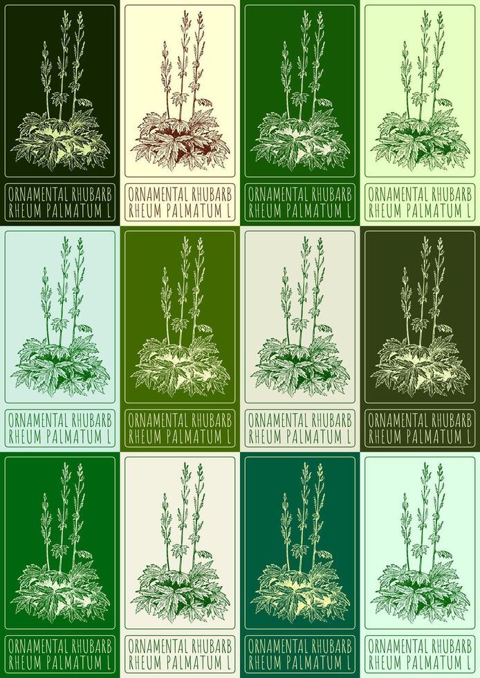 Set of vector drawing ORNAMENTAL RHUBARB in various colors. Hand drawn illustration. The Latin name is RHEUM PALMATUM L.