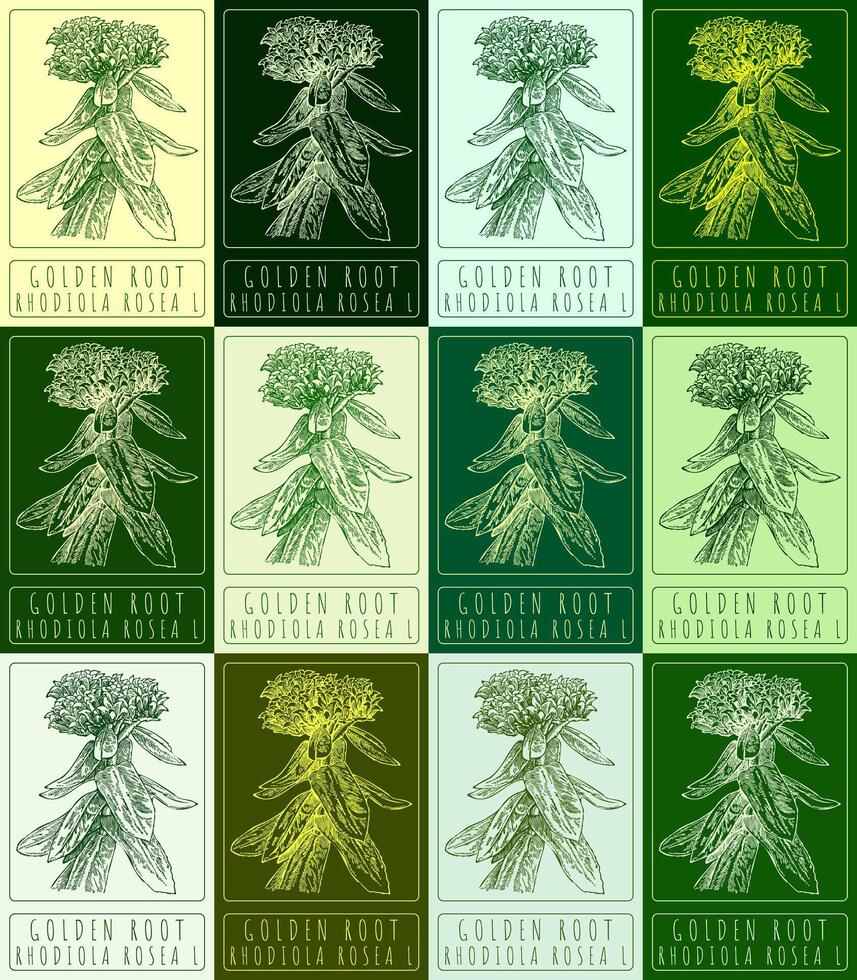 Set of vector drawing GOLDEN ROOT in various colors. Hand drawn illustration. The Latin name is RHODIOLA ROSEA L.