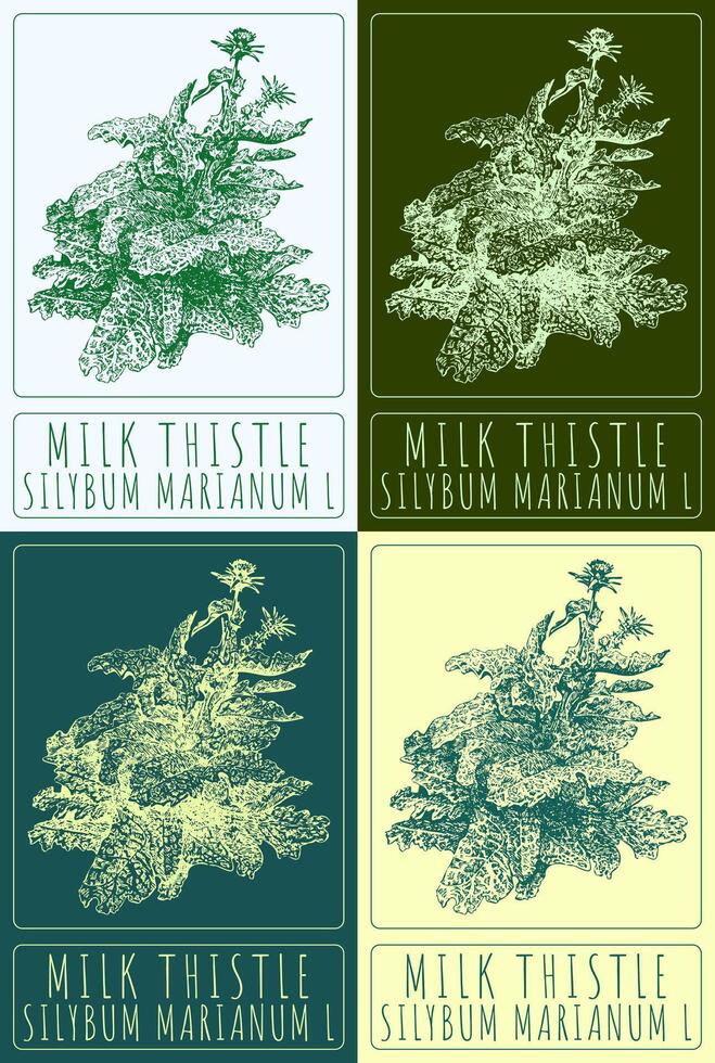 Set of vector drawing MILK THISTLE in various colors. Hand drawn illustration. The Latin name is SILYBUM MARIANUM L.
