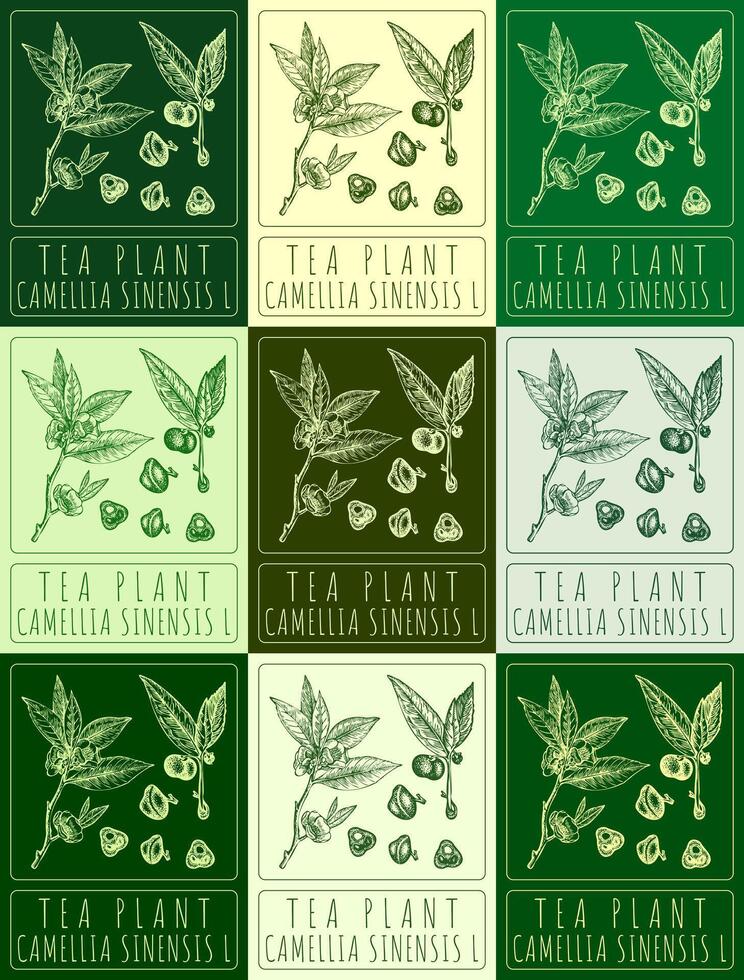 conjunto de vector dibujo té planta en varios colores. mano dibujado ilustración. el latín nombre es camelia sinensis yo