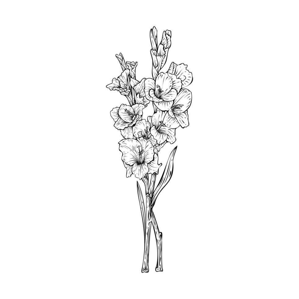 Hand drawn gladiolus flower stems illustration isolated on white background vector