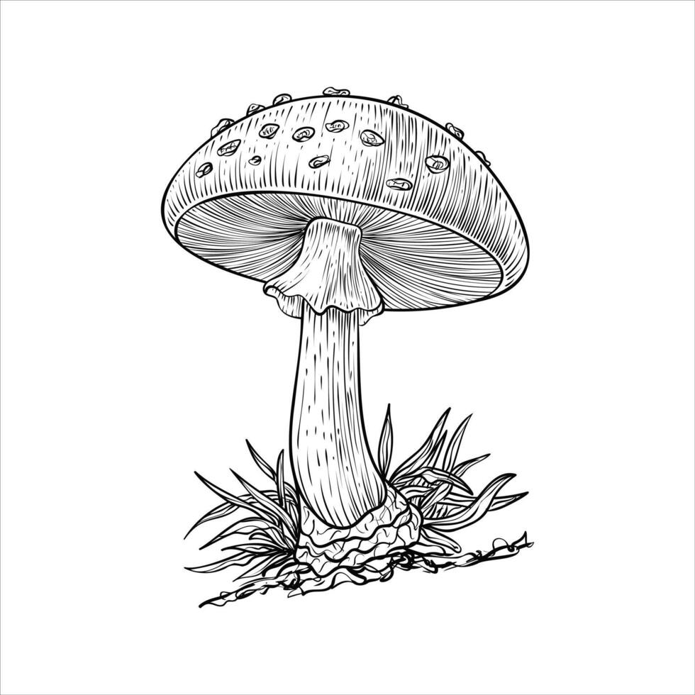 Hand drawn mashroom illustration isolated on white background vector