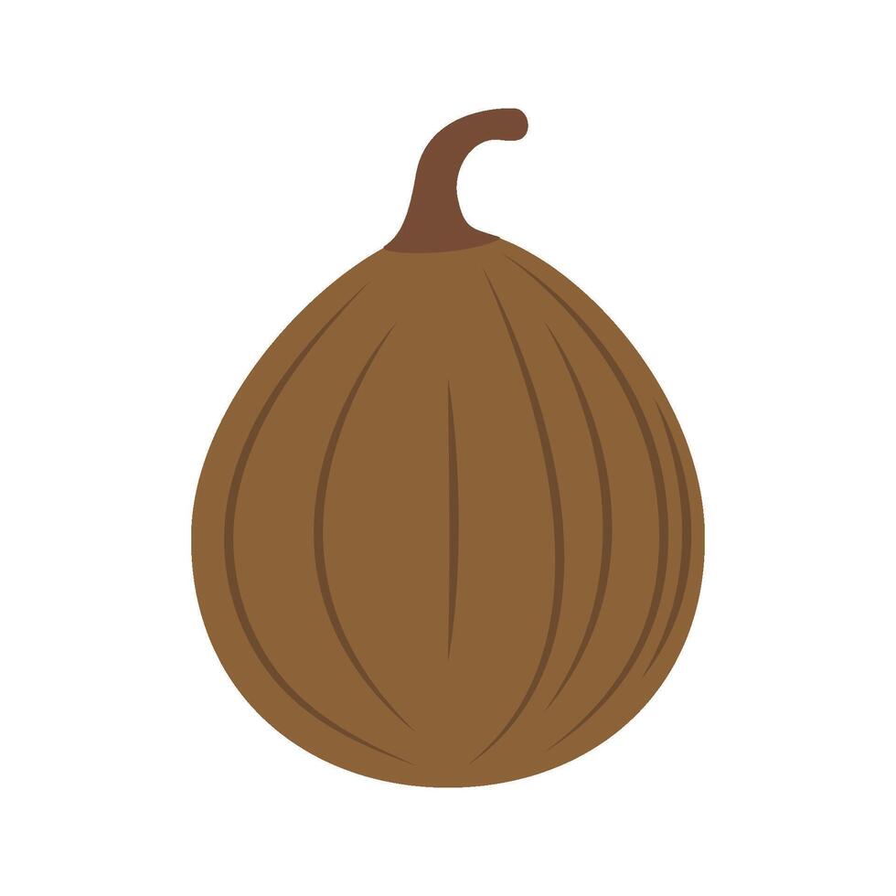 nutmeg icon vector