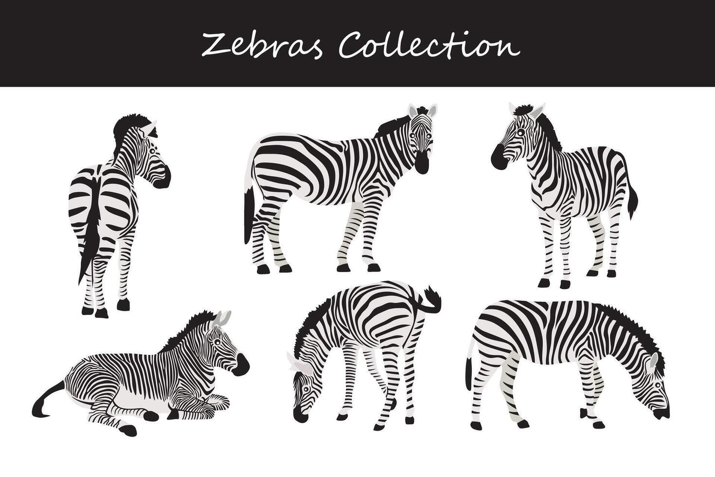 Red & White Zeebra Collection Red & White Zeebra Collection