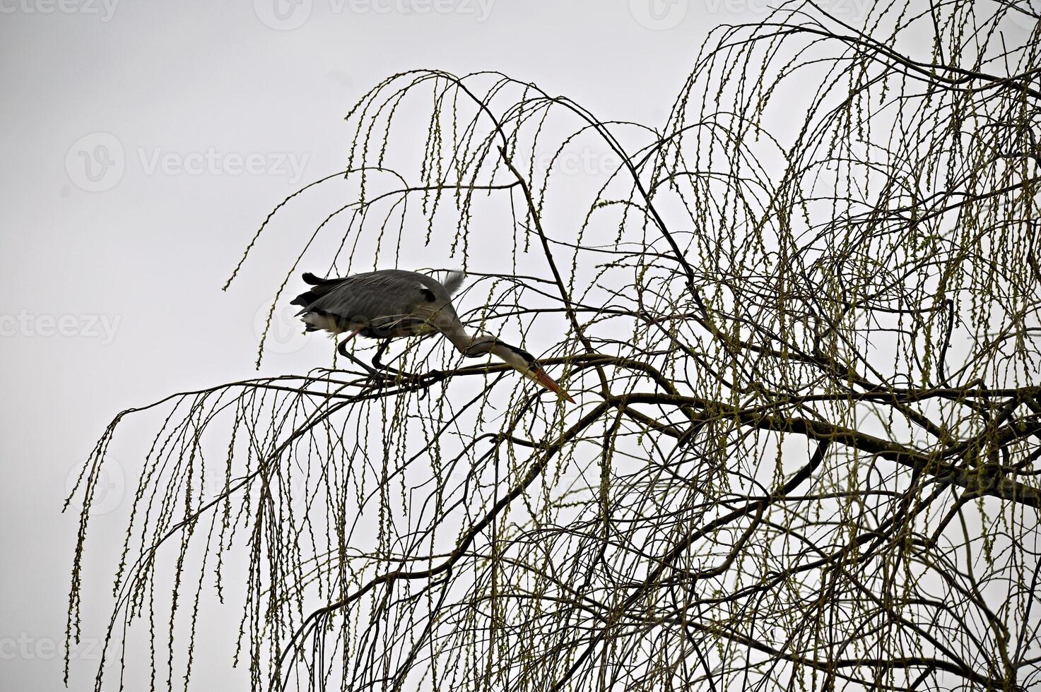 Heron on a tree hunting for prey photo