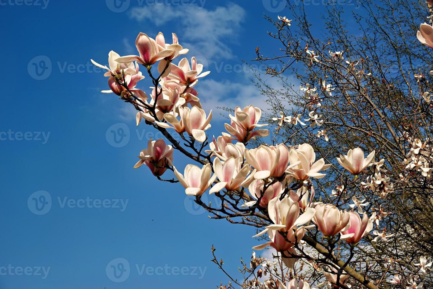 Pink magnolia tree in spring photo