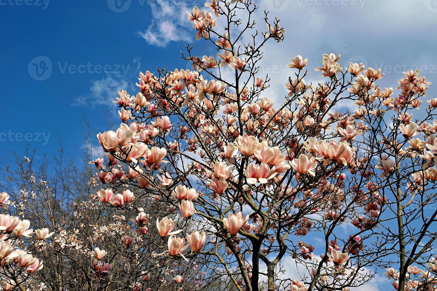 rosado magnolia flores en un magnolia árbol foto