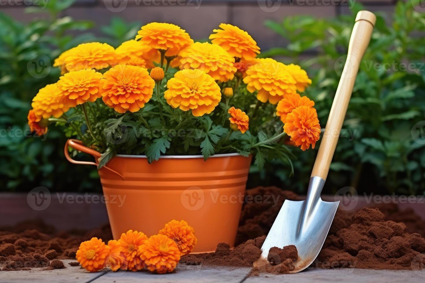 AI generated Shovel and pot with marigold flowers for planting in home garden. Gardening and floriculture. photo
