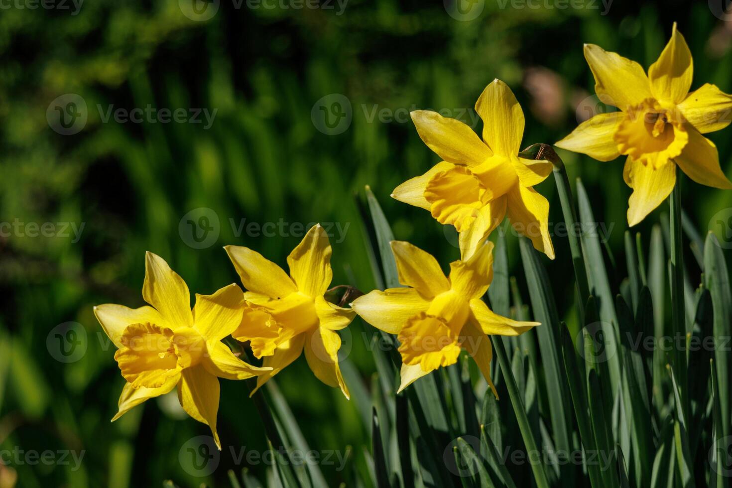 spring time in westphalia photo