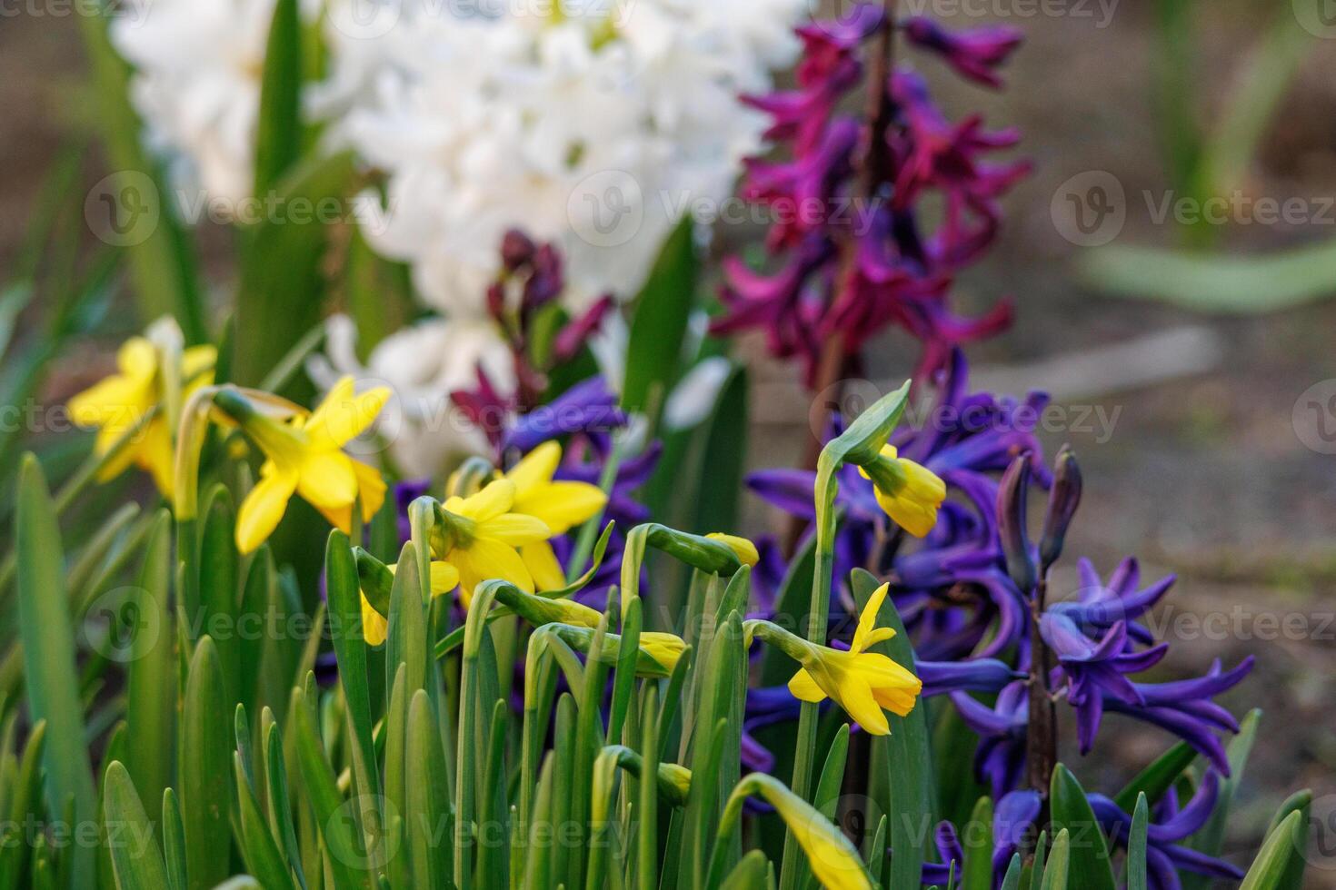 spring time in westphalia photo