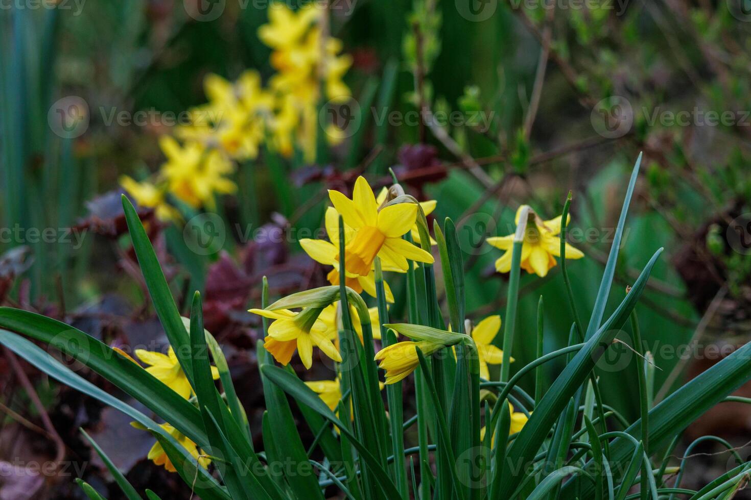 spring time in westphalia photo