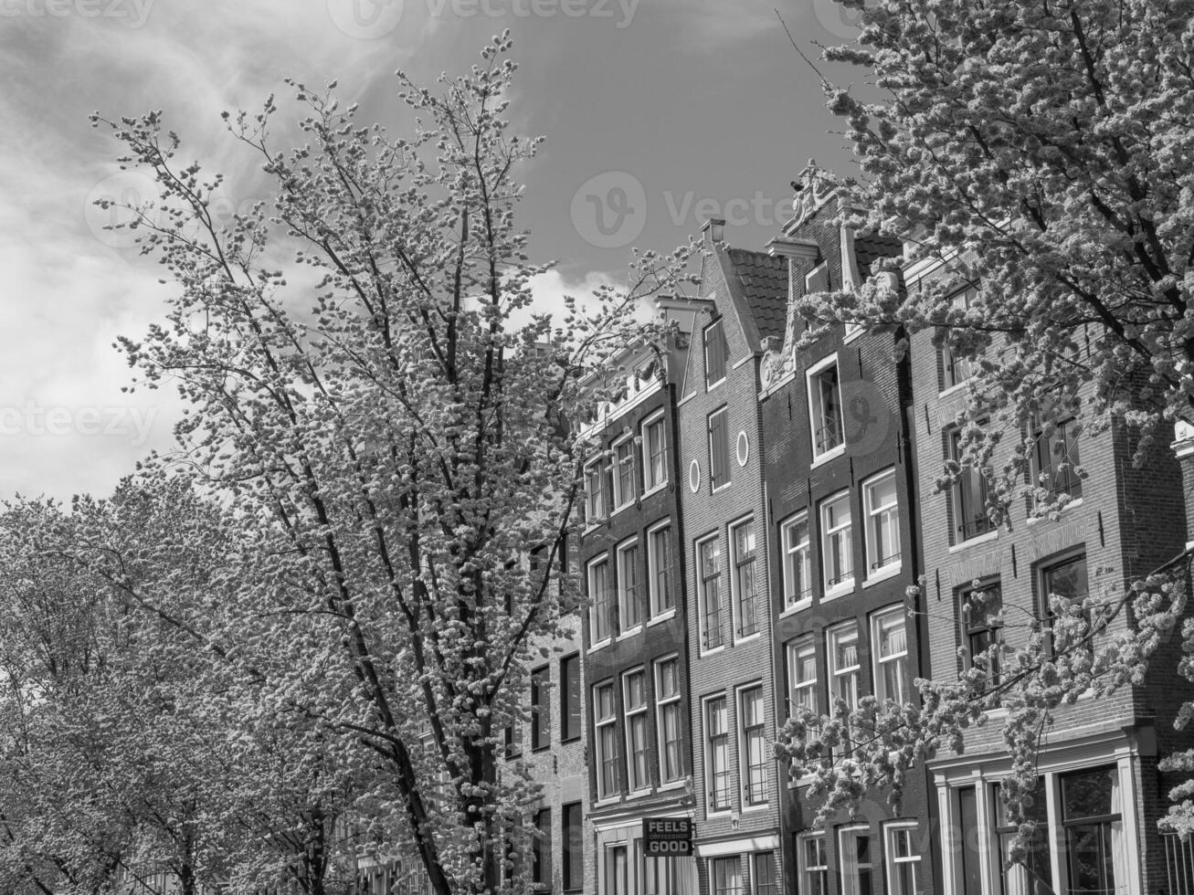 Amsterdam in the netherlands photo