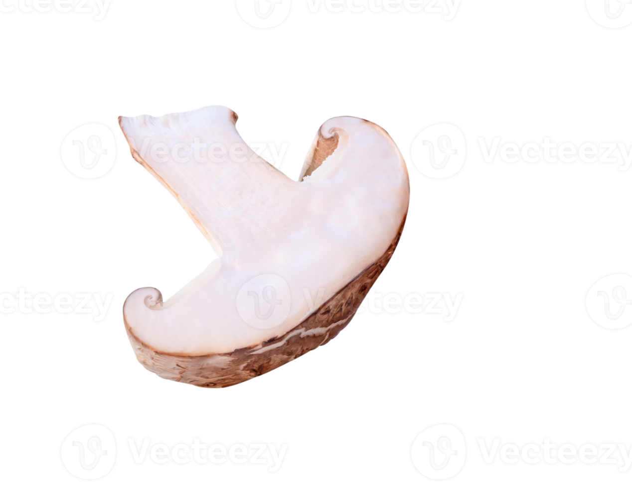 Front view of shiitake mushroom half isolated with clipping path in png file format
