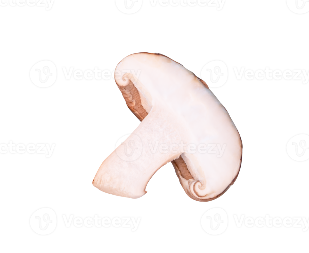 Front view of shiitake mushroom half isolated with clipping path in png file format