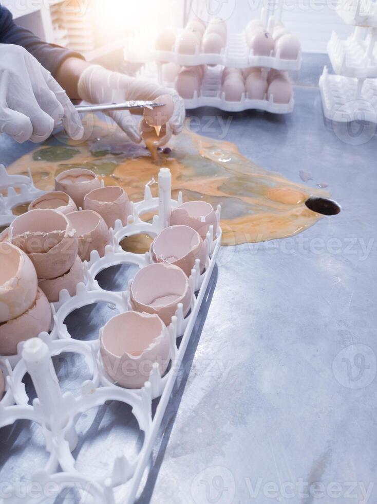 A quality control person is carrying out egg debris or cutting eggs that fail to hatch in the hatching machine. Breakout the eggs for debris Analysis. photo