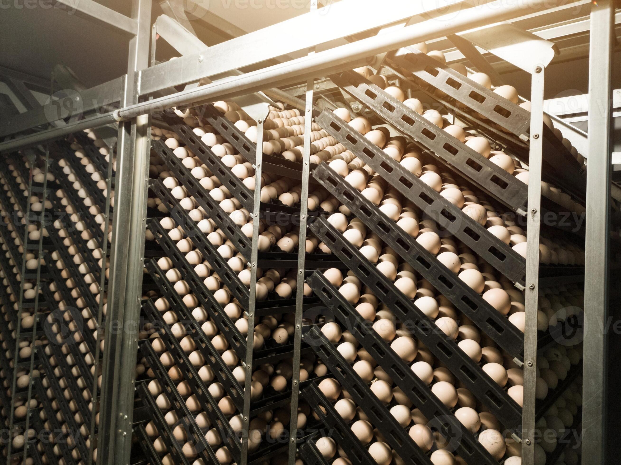 Technology of hatchery incubation machine for eggs chicken, chicken born process on the hatchery