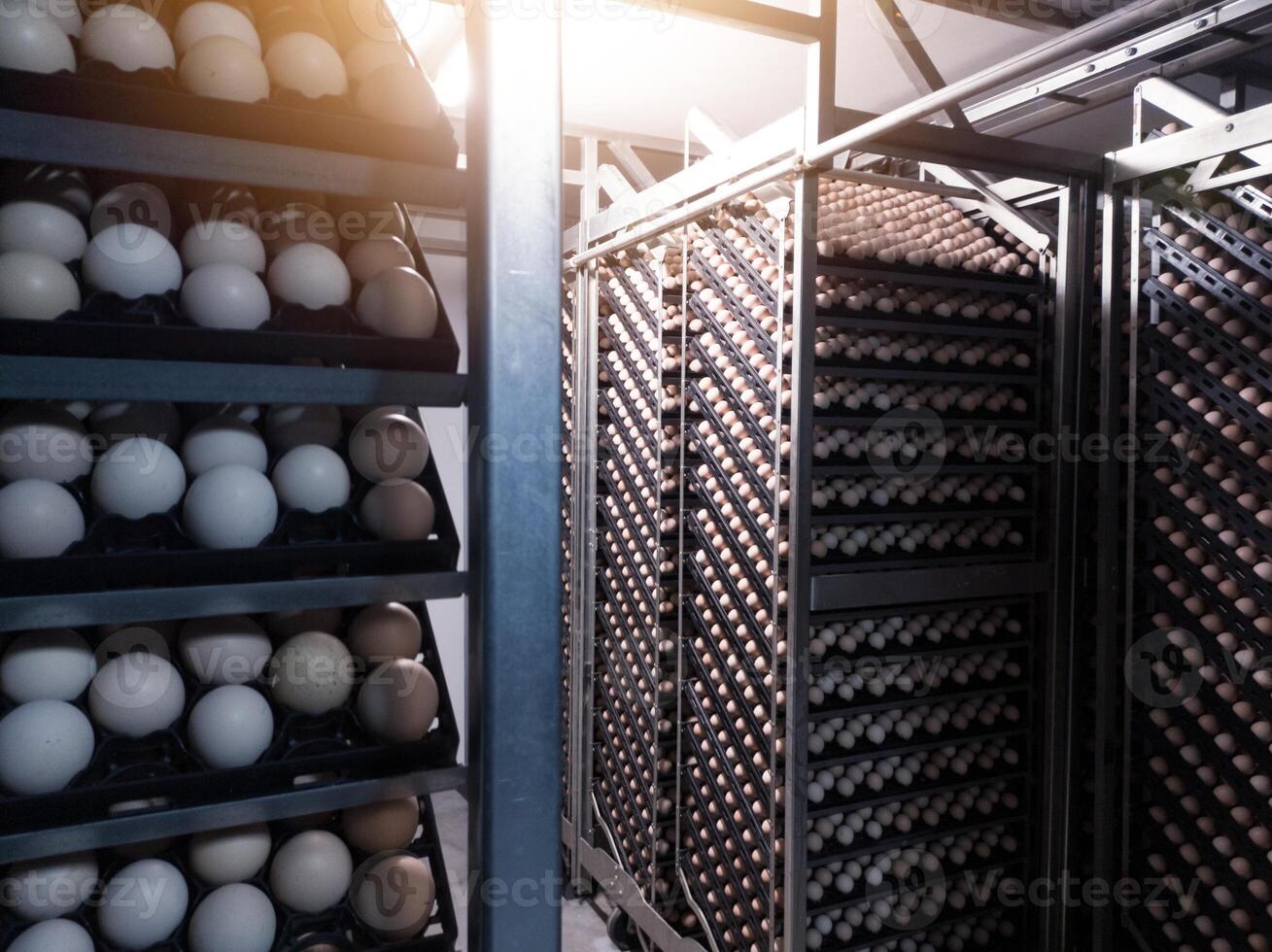 Technology of hatchery incubation machine for eggs chicken, chicken born process on the hatchery production. hatching eggs on the incubation machine. photo