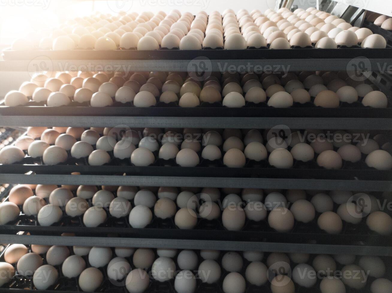 Technology of hatchery incubation machine for eggs chicken, chicken born process on the hatchery production. hatching eggs on the incubation machine. photo